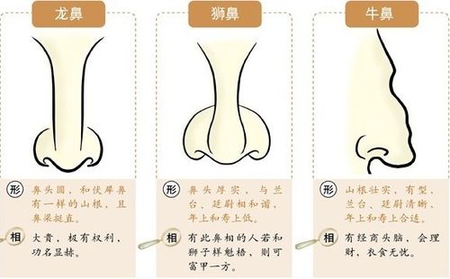 富贵鼻相图解大全狮子鼻
