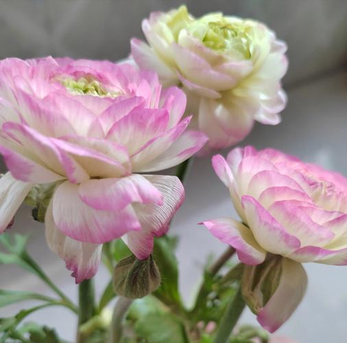花毛茛怎么读?花毛茛的传说是什么?