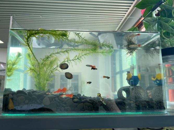 办公室养鱼好不好?养鱼有哪些风水禁忌?
