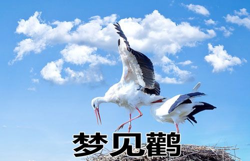 梦见鹳是怎么回事