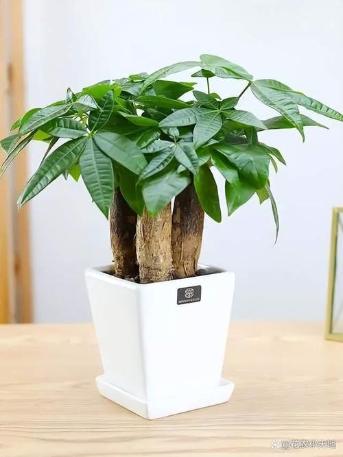 招财树的养殖方法