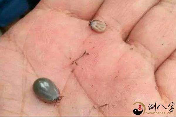 梦见身上有很多虫子