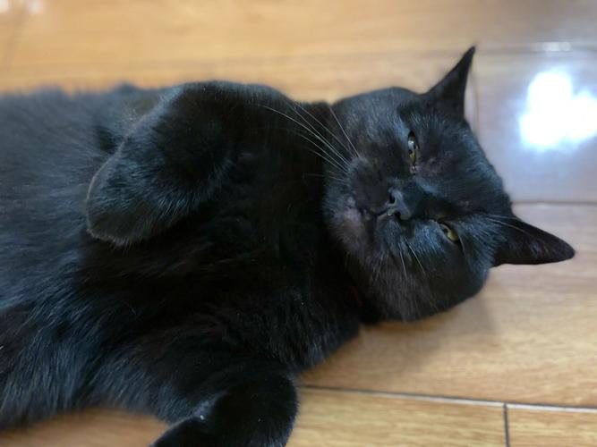 梦见黑猫进家