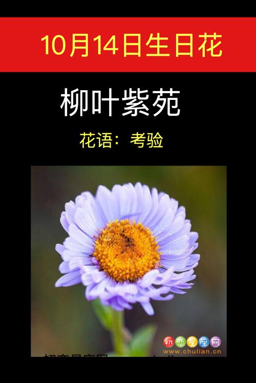 10月14日生日花语:柳叶紫苑
