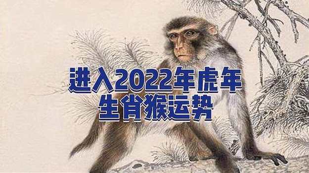 虎年马的运势及运程