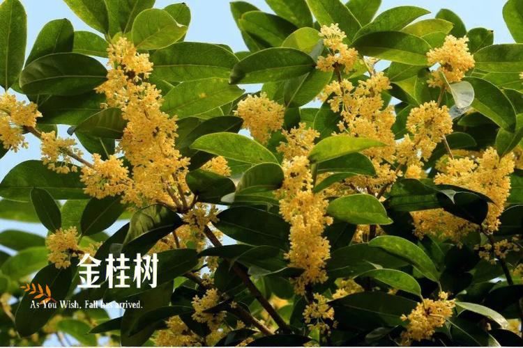一棵桂花树的风水作用是什么