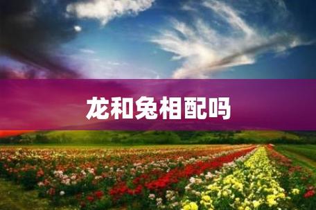 属兔和属龙的情感终极配对