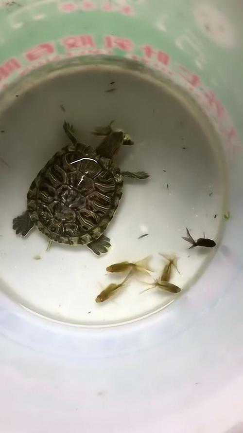 梦见乌龟吃鱼什么意思
