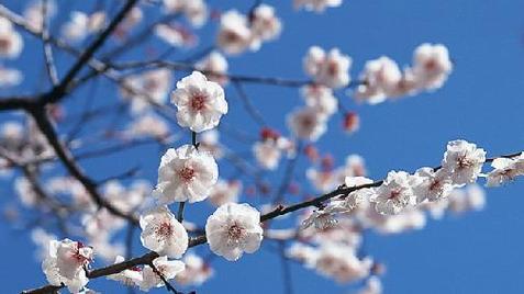 2013年成桃花运强力磁场生肖