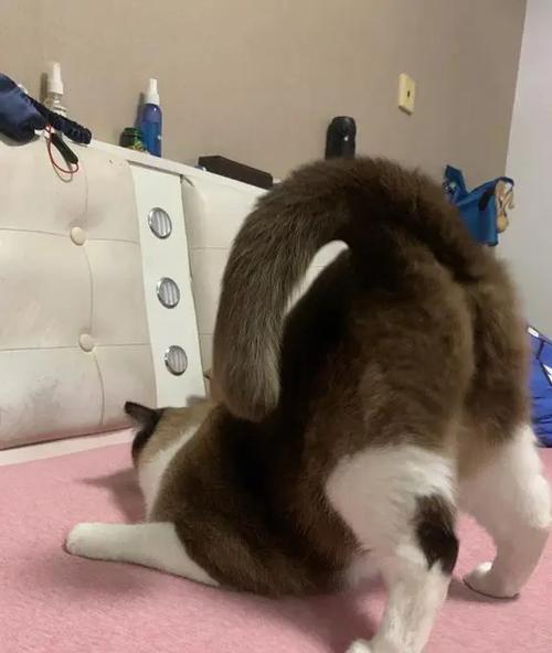 梦见猫咬我屁股