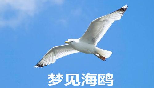 梦见海鸥是什么意思