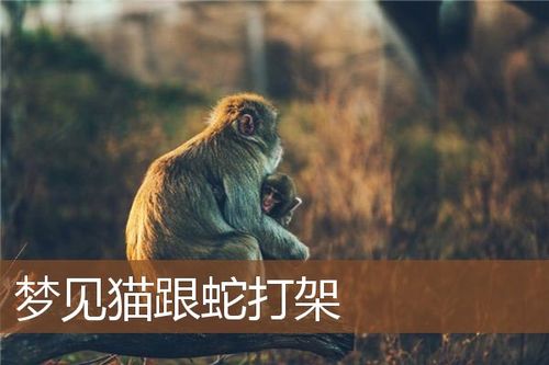 梦见蛇缠猫