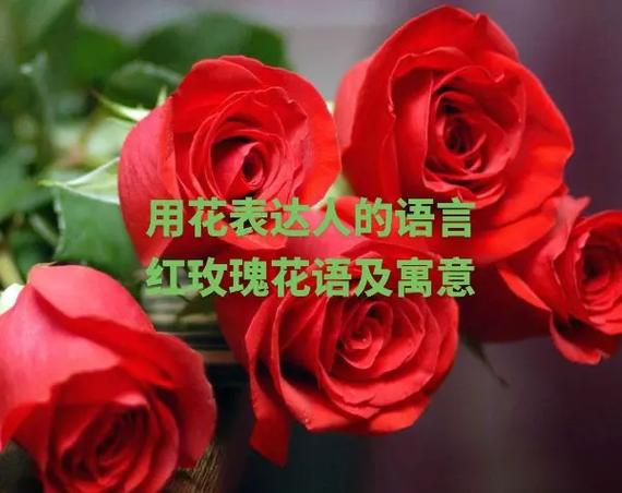 爱情花语:各种花的爱情花语