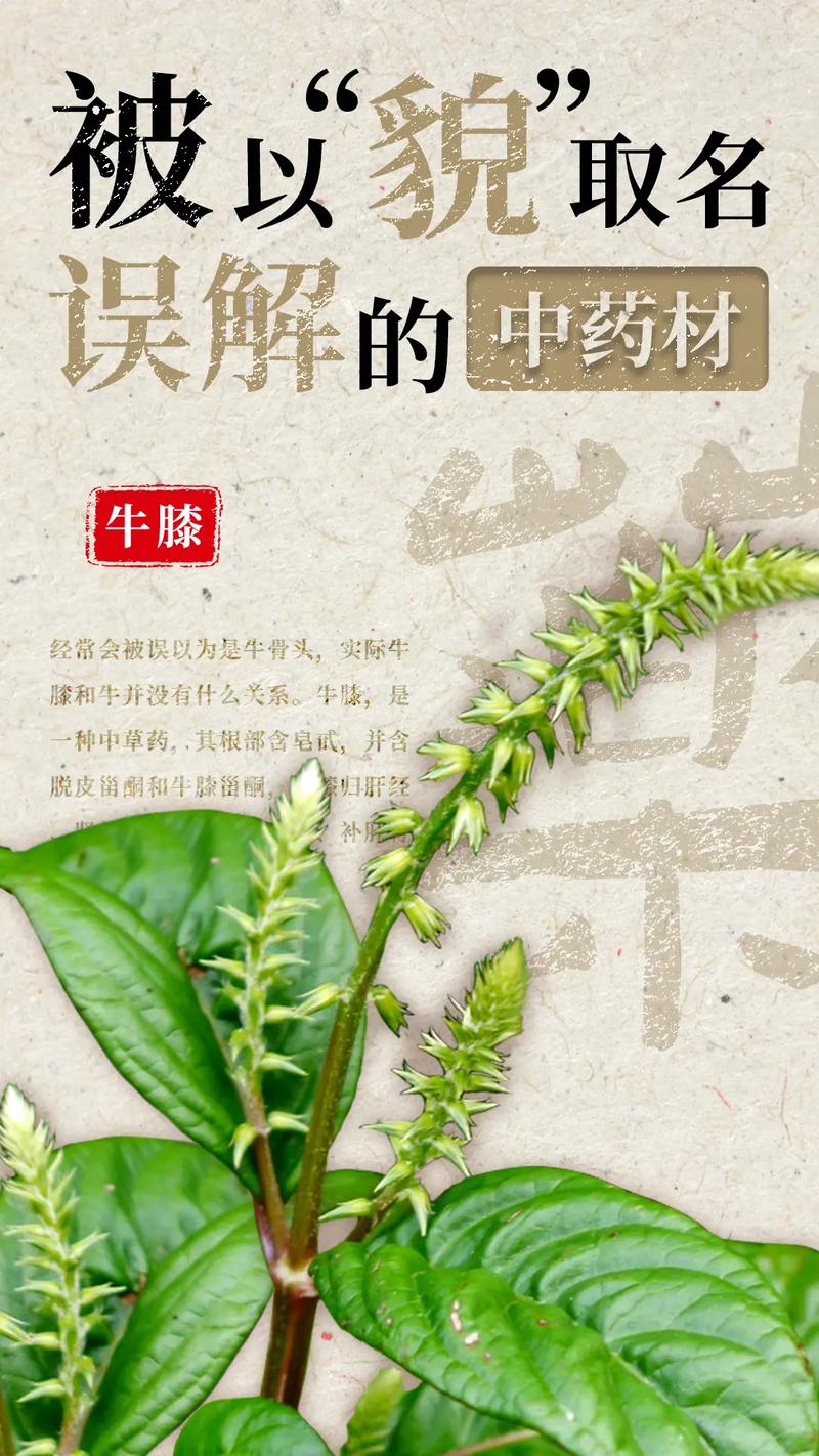好听的草药的名字大全