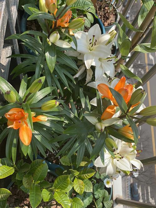百合花什么季节开花?十一月至十二月