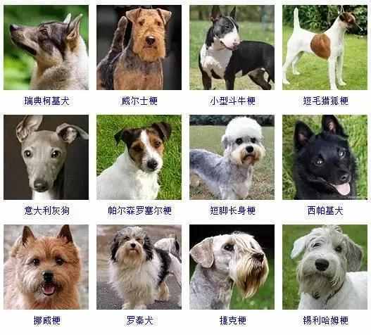 你认识几个 宠物狗名称有哪些