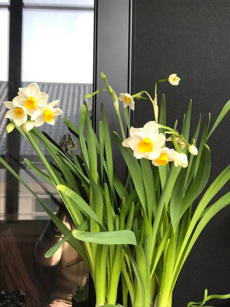 3月6日花语:野生水仙花,生日花语崇拜