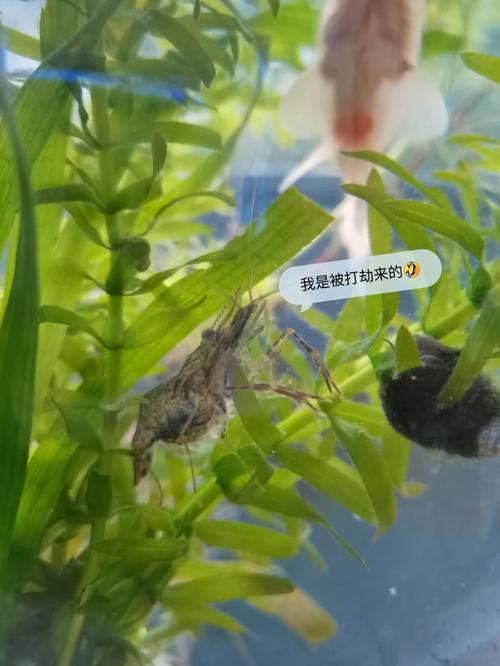 家居养金鱼,11招送给养鱼新手