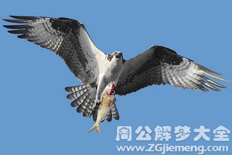 梦见老鹰抓鸟