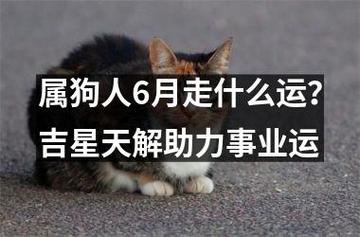 2019年6月属狗的人事业运势怎么样,如何提升事业运