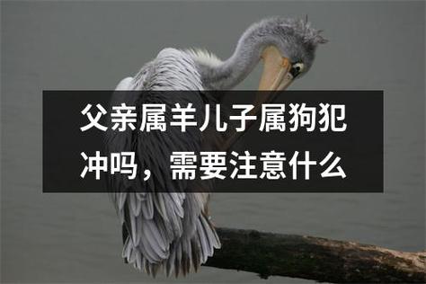 爸爸属狗孩子属羊好吗