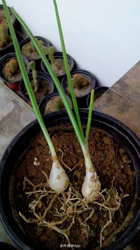 梦见万年青发芽