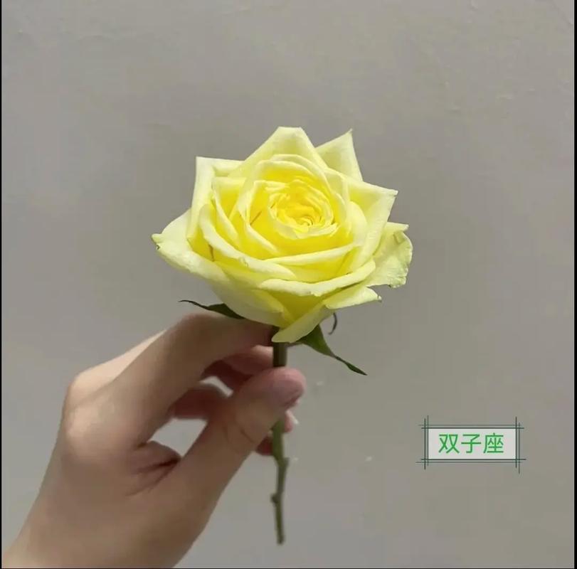 双子座喜欢什么花花的花语是什么