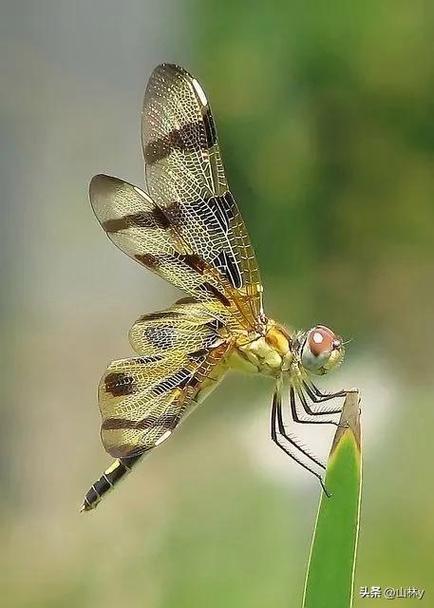 蜻蜓代表的风水