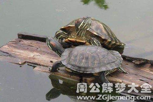 梦见两个乌龟