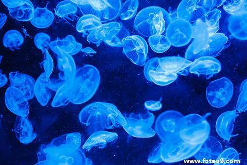 梦见海洋馆周公解梦破解