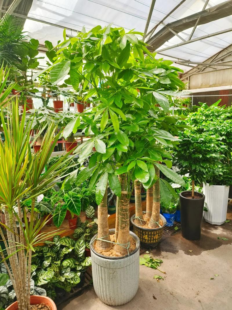 办公室发财树的摆放须知