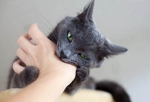 梦见肚子被猫咬出血了