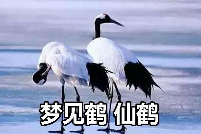 梦见鹤 仙鹤