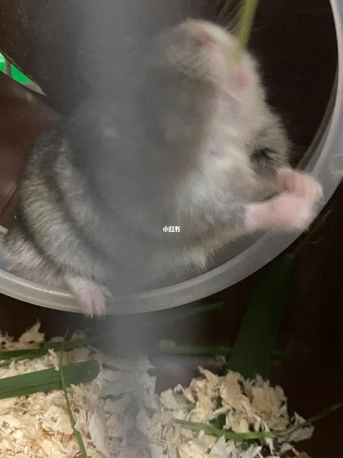 梦见自己与大老鼠抢食
