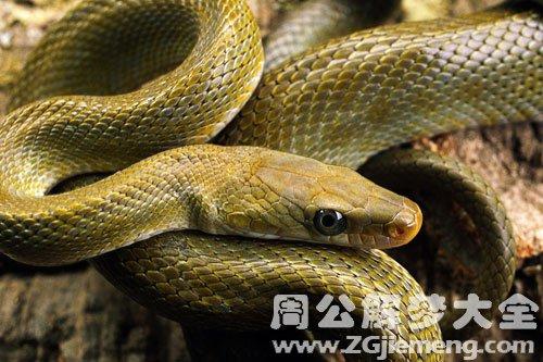 梦见蛇和我合为一体