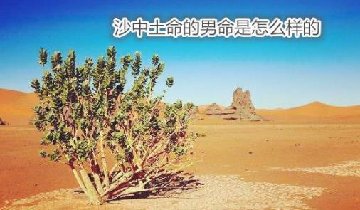 你是否知道沙中土命人的命运?