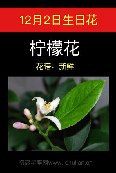 12月2日生日花语：柠檬花