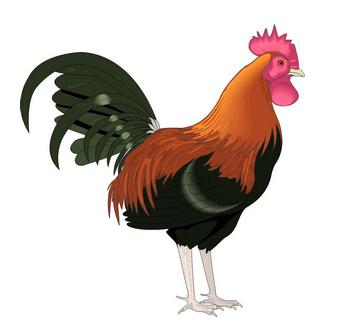 12生肖离成功还有多远—鸡