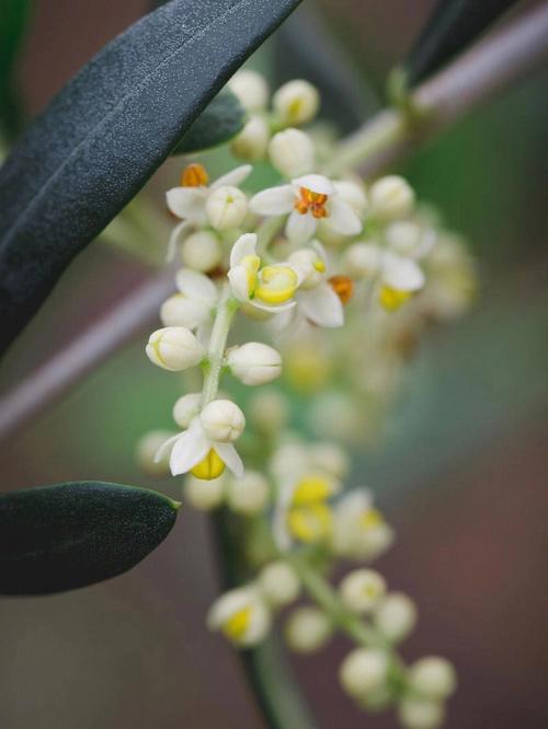 植物花语:橄榄枝的花语是什么?