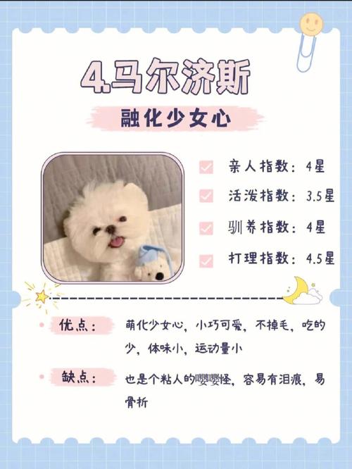 圆鼓鼓的宠物起名字突出软萌的形象