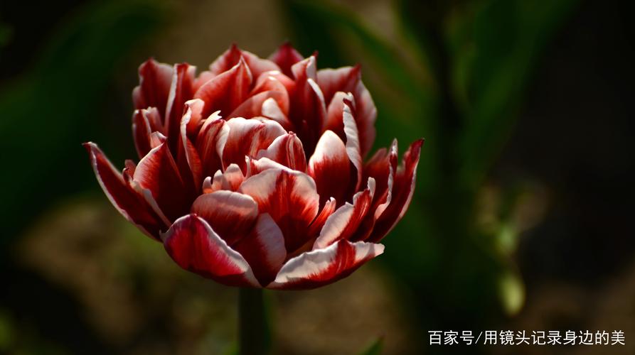 双色郁金香花语代表什么:美丽的你