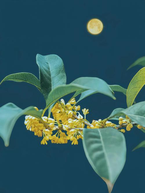 梦见桂花盛开 周公解梦之梦到桂花盛开