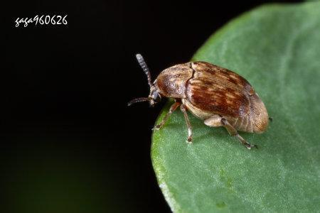梦见黑色的虫子是什么意思