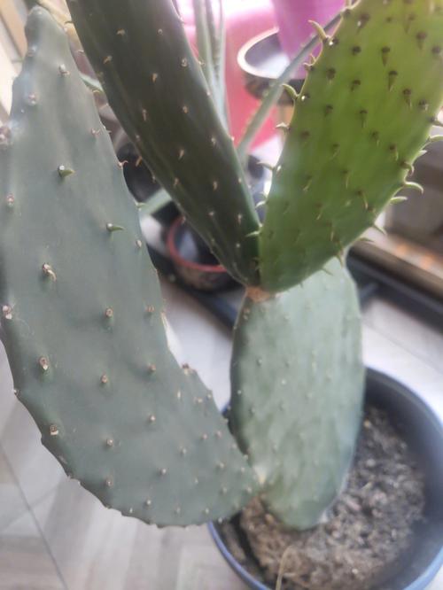 【梦见仙人掌刺扎我手了】