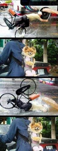属狗看到路人摔倒的反应