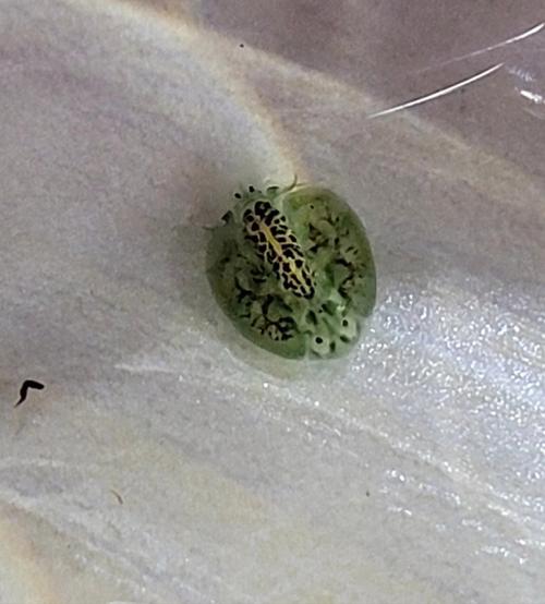 梦见水生物是什么意思