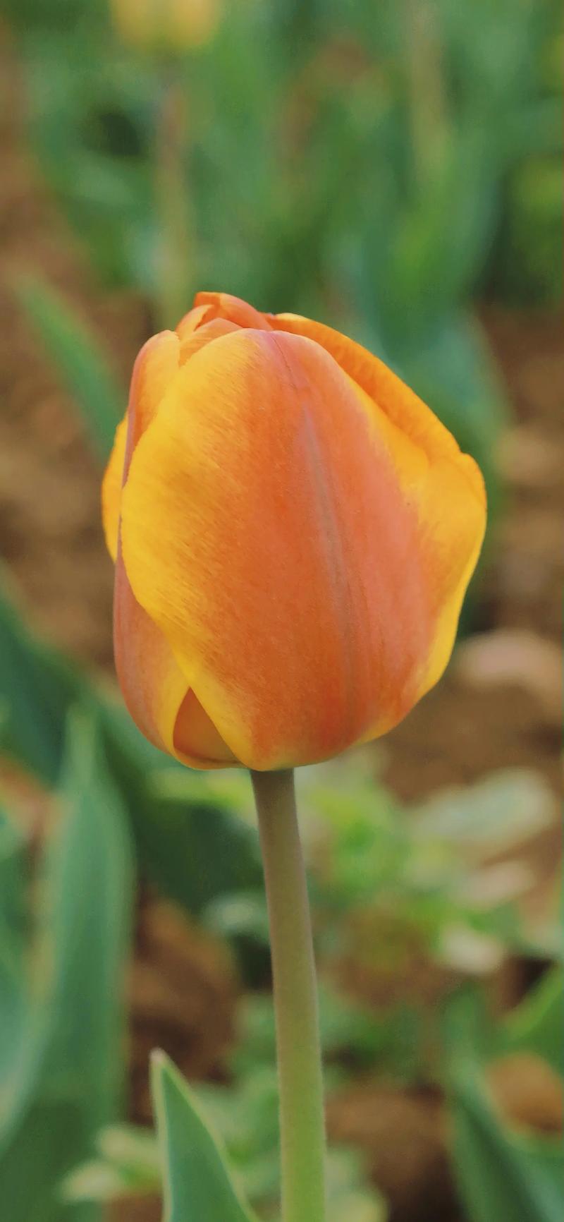 郁金香花语是什么