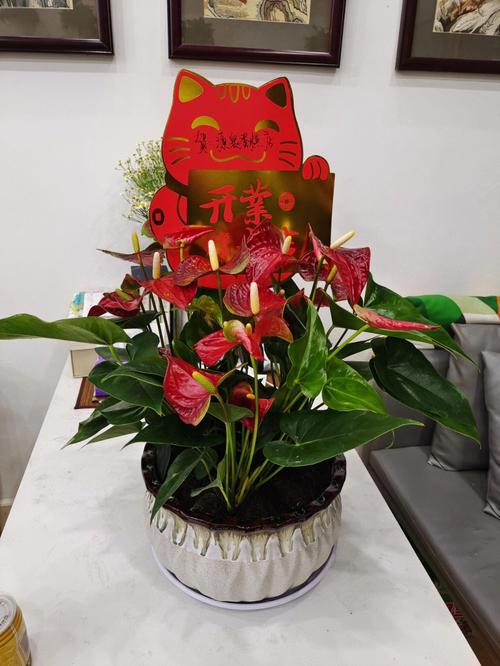 红掌花语:大展宏图