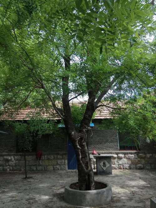 农村大门前风水树排行榜