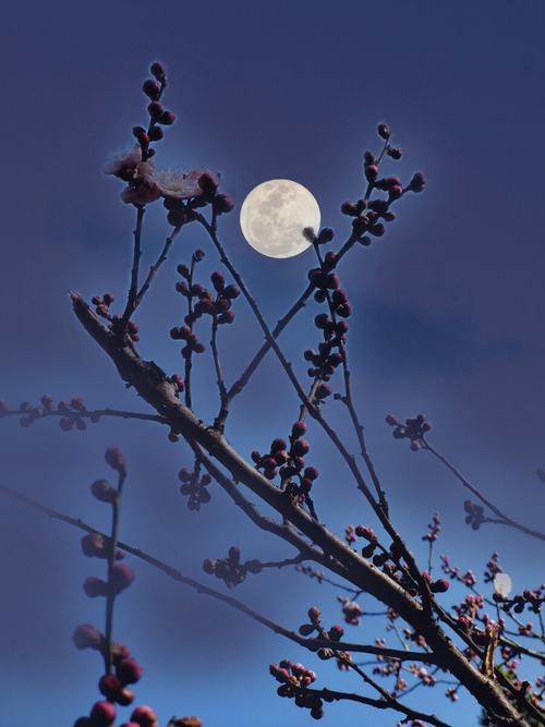 未来两个月花前月下